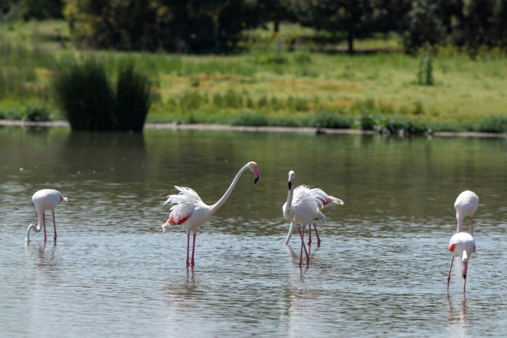 De gewone flamingo, natuur op Ibiza