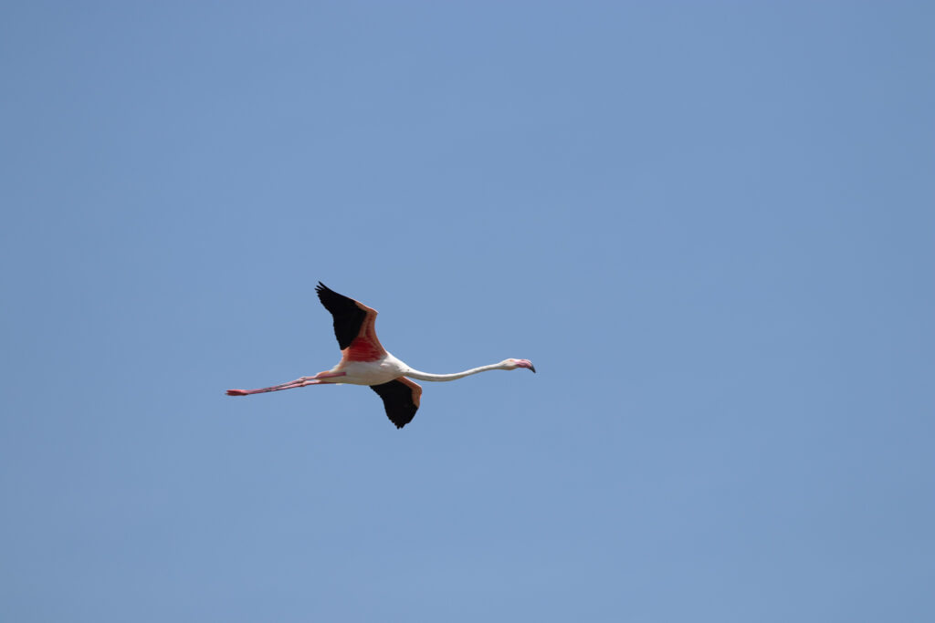 Een vliegende flamingo in Spanje