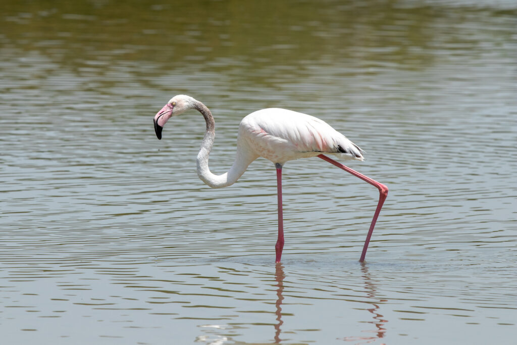 de Gewone flamingo spotten in Europa