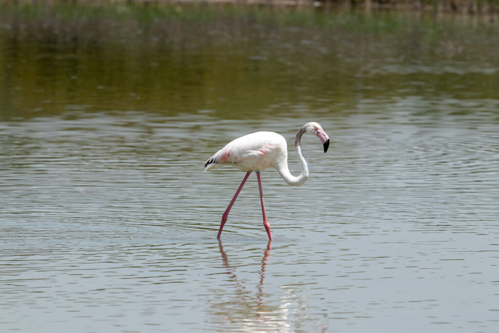 gewone flamingo in Fuente de Piedra