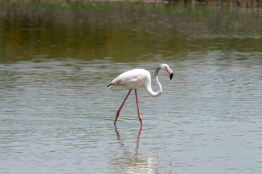 gewone flamingo in Fuente de Piedra. Wildlife top 10 van Italië