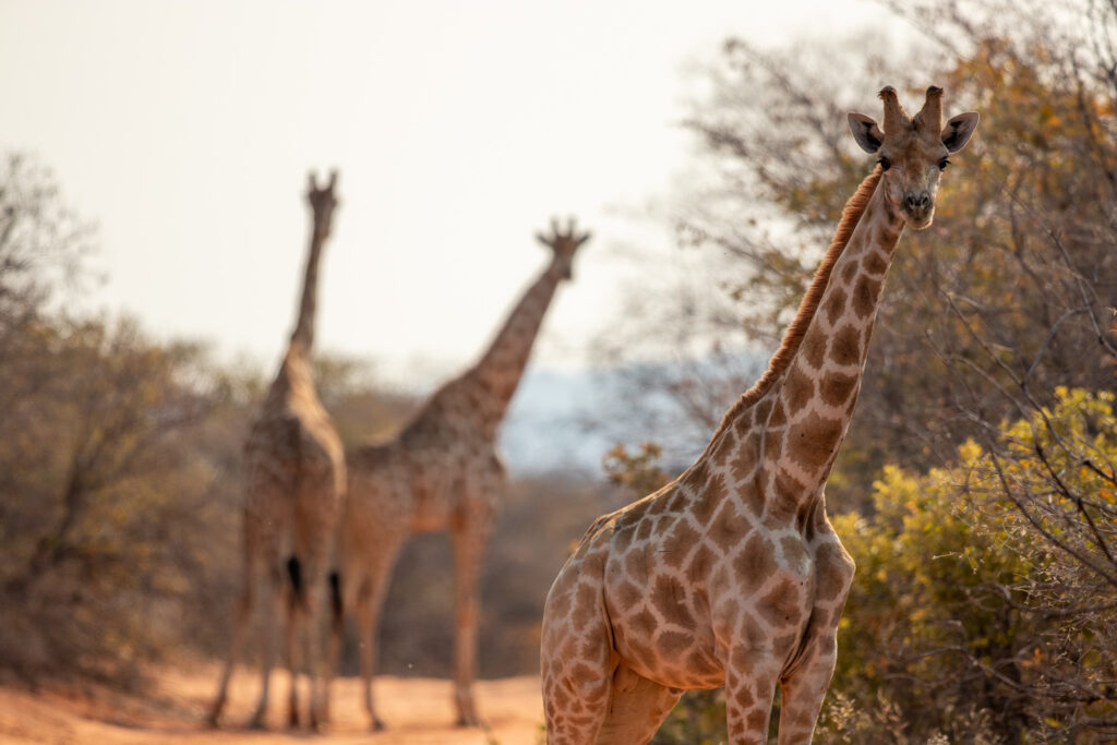 Giraffes in Waterberg Plateau nationaal park
