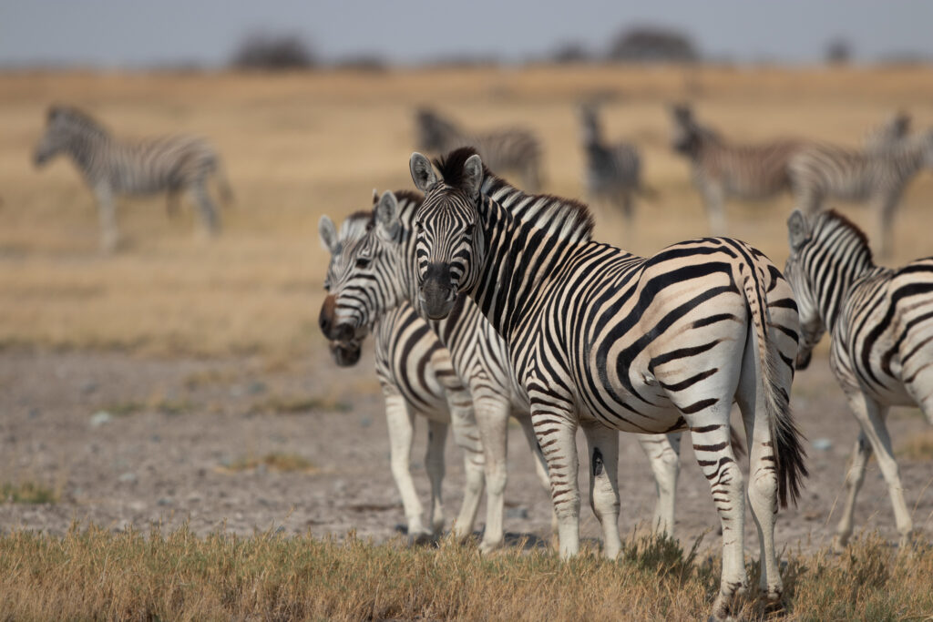 zebra's in de makgadikgadi zoutpannen