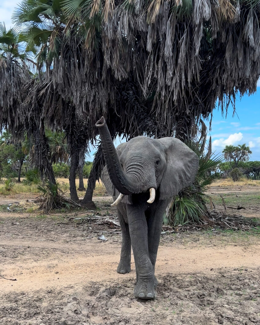 Een olifant tijdens een safari in Nyerere nationaal park, Tanzania