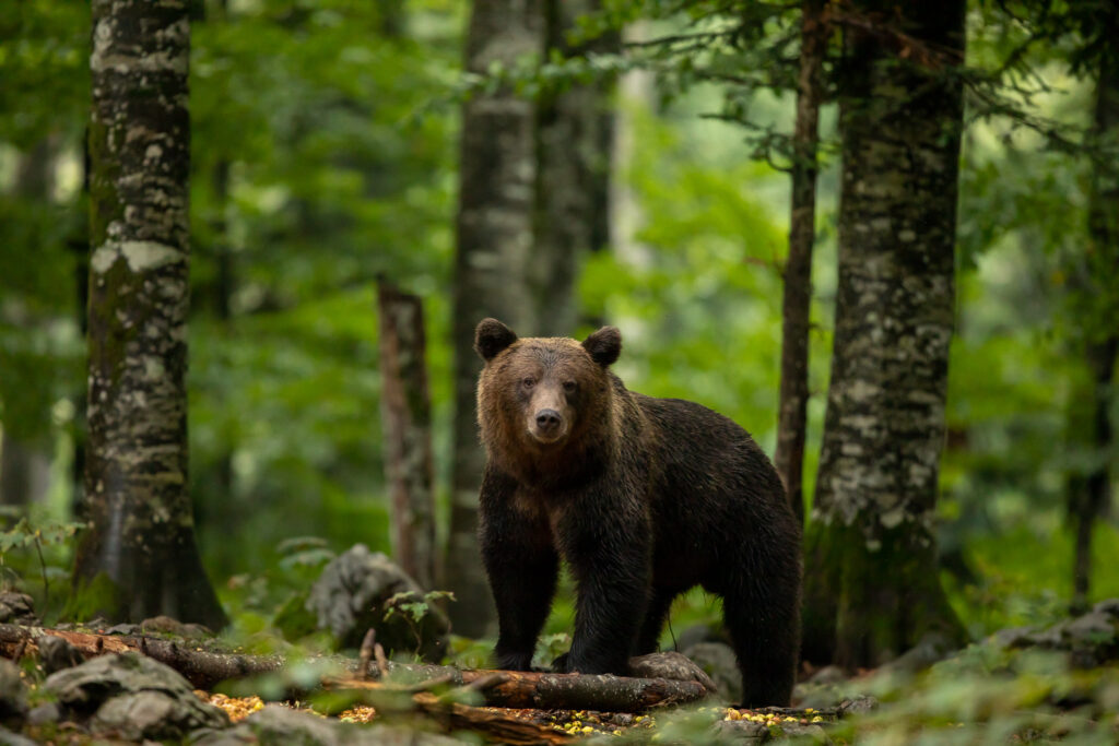 Bruine beren fotograferen in Slovenië
