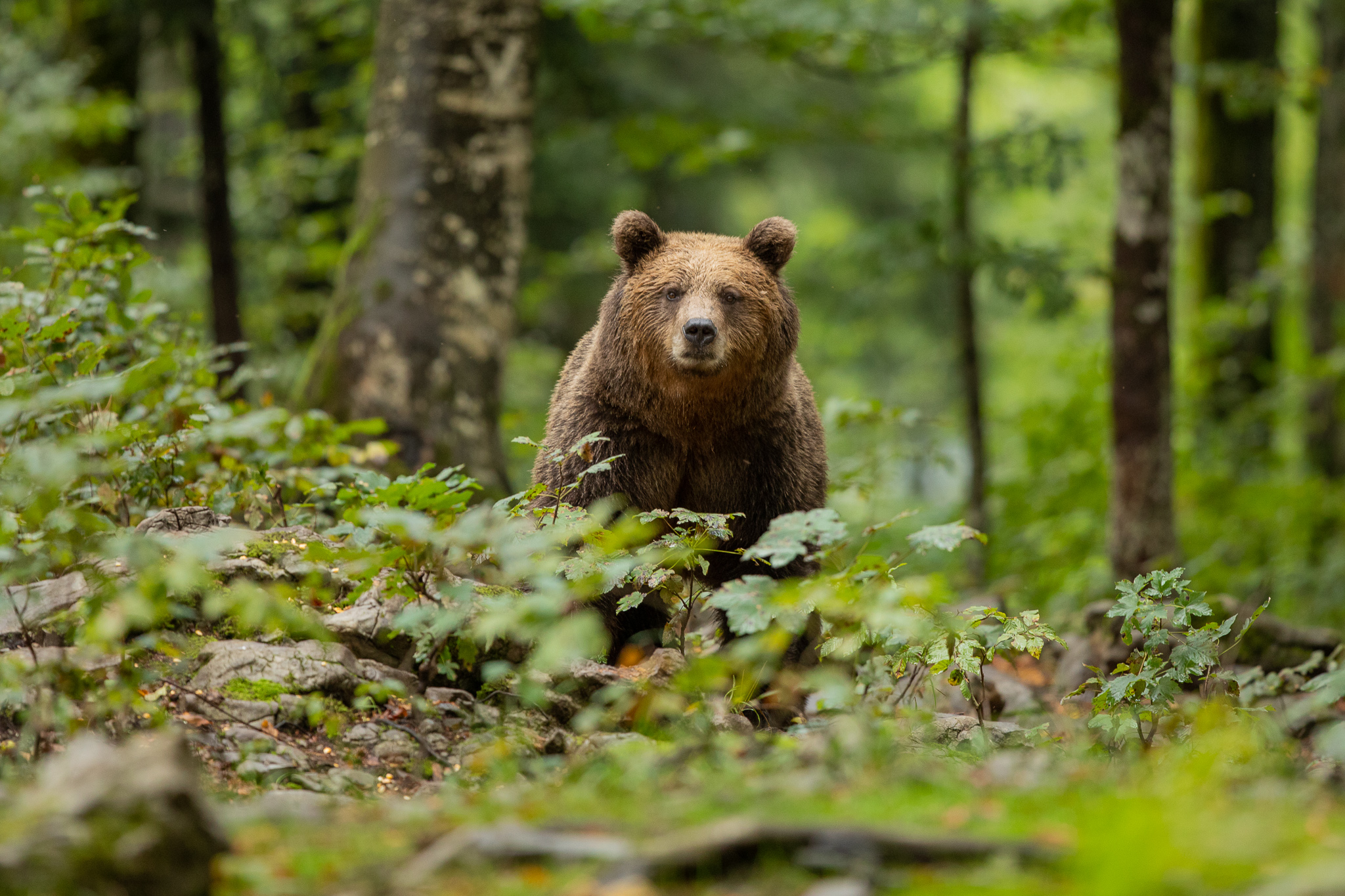 De Europese bruine beer spotten in Europa