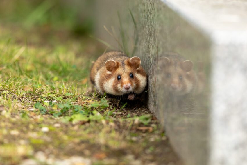 korenwolf of Europese hamster op het Zentralfriedhof in Wenen