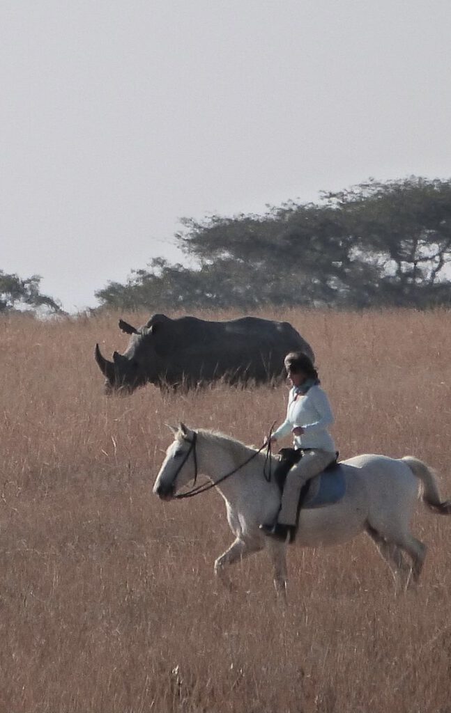 Neushoorn in Zimbabwe, paarden en natuurbehoud
