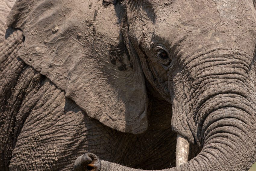 Een Afrikaanse savanneolifant in Moremi Game Reserve