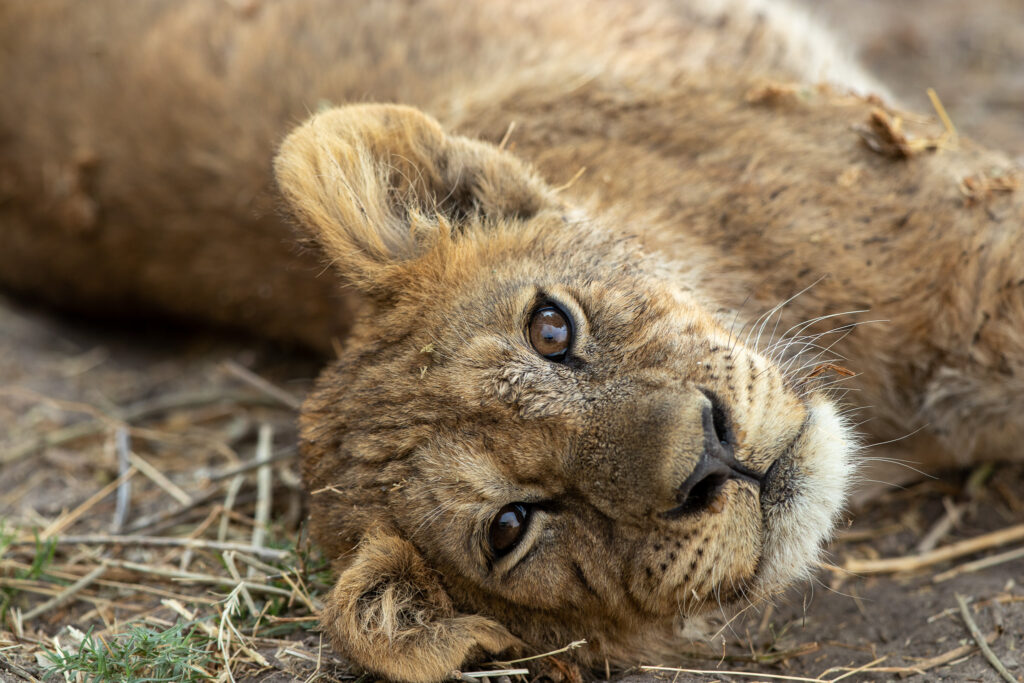 Afrikaanse leeuw Moremi Game Reserve