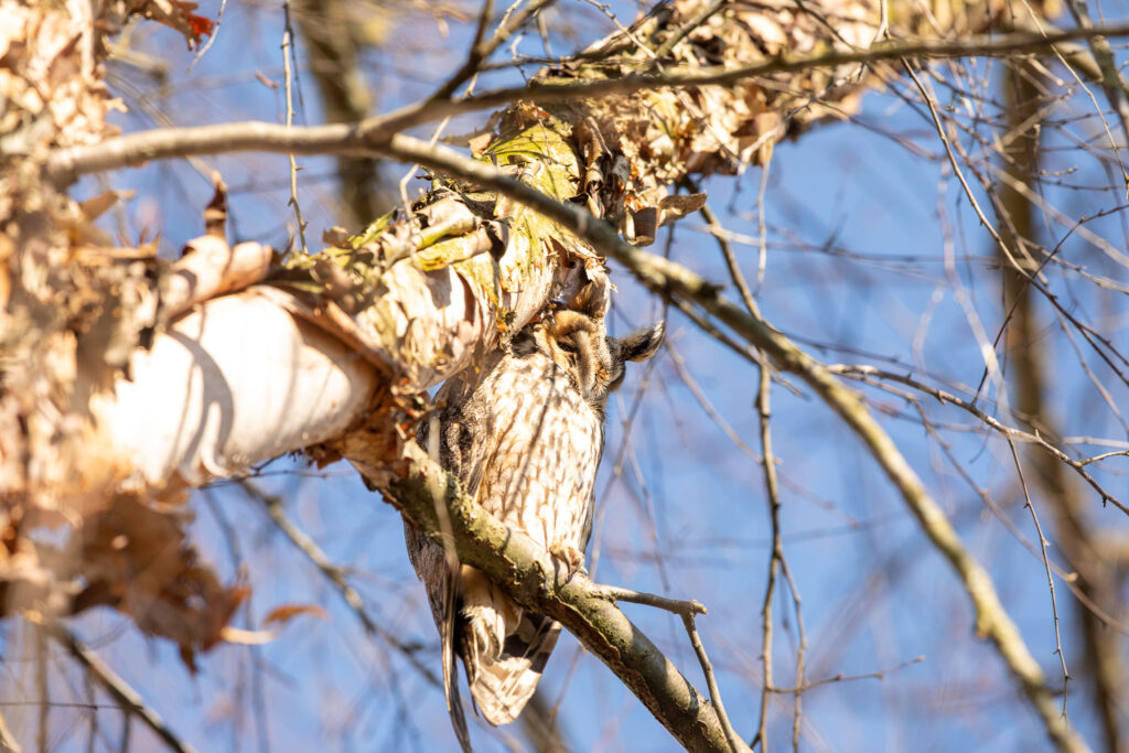 Een ransuil, één van de uilen in Nederland