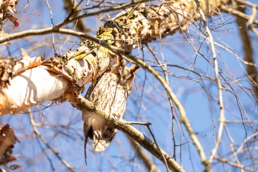 Een ransuil, één van de uilen in Nederland