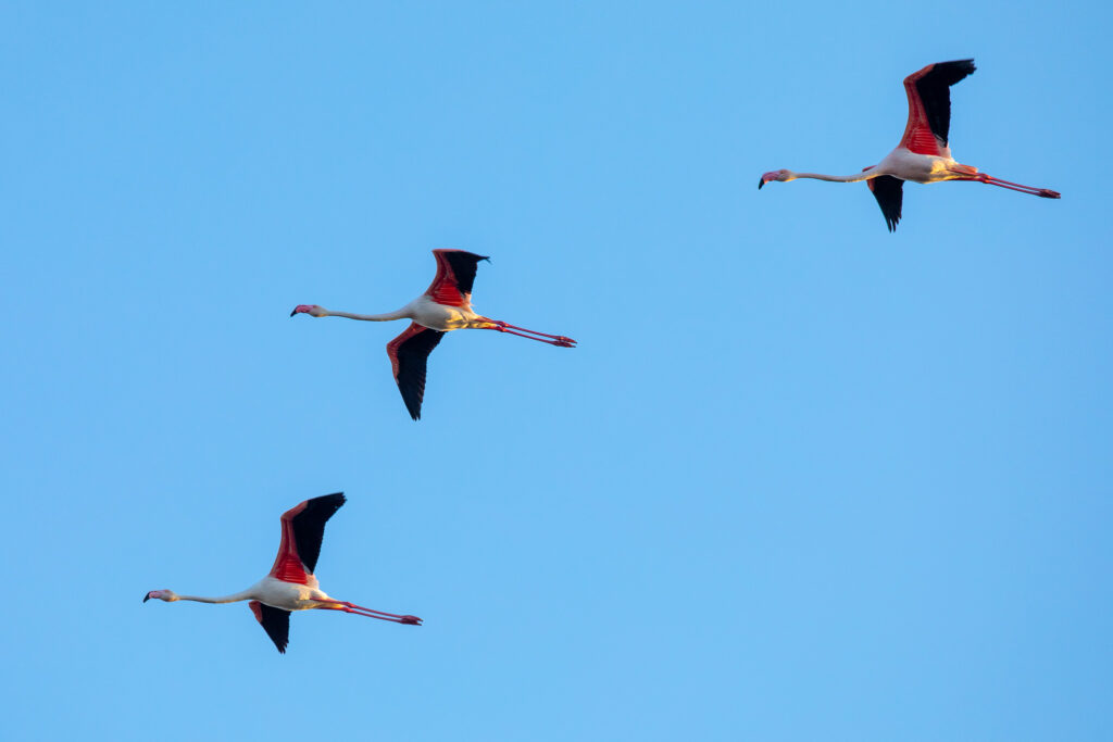 Overvliegende flamingo's in Ria Formosa