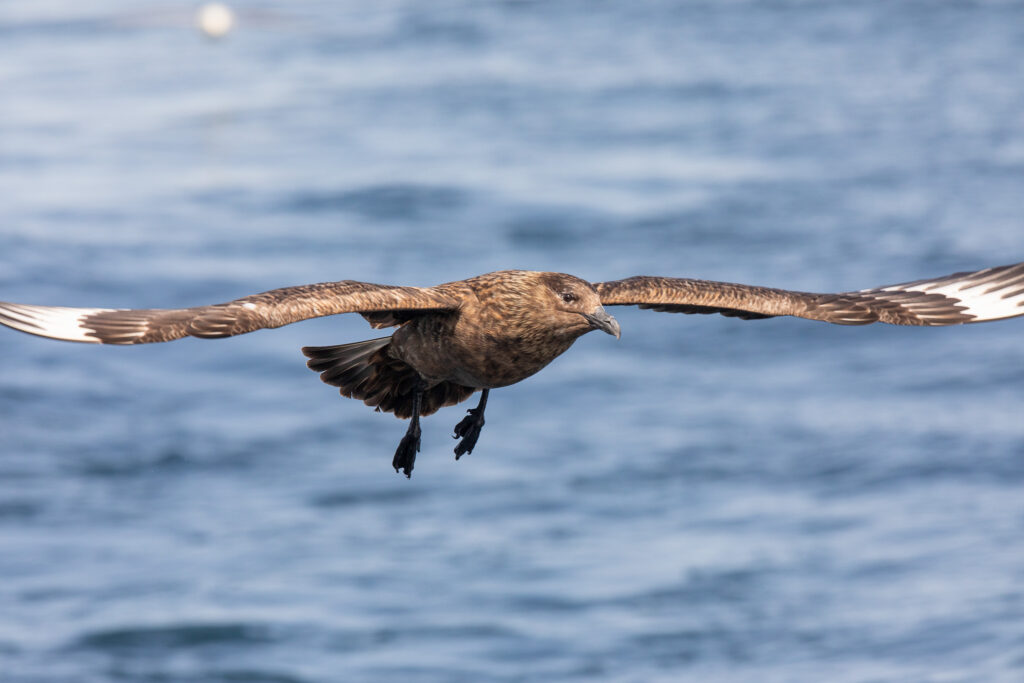 Vliegende grote jager voor de kust van Noss national nature reserve