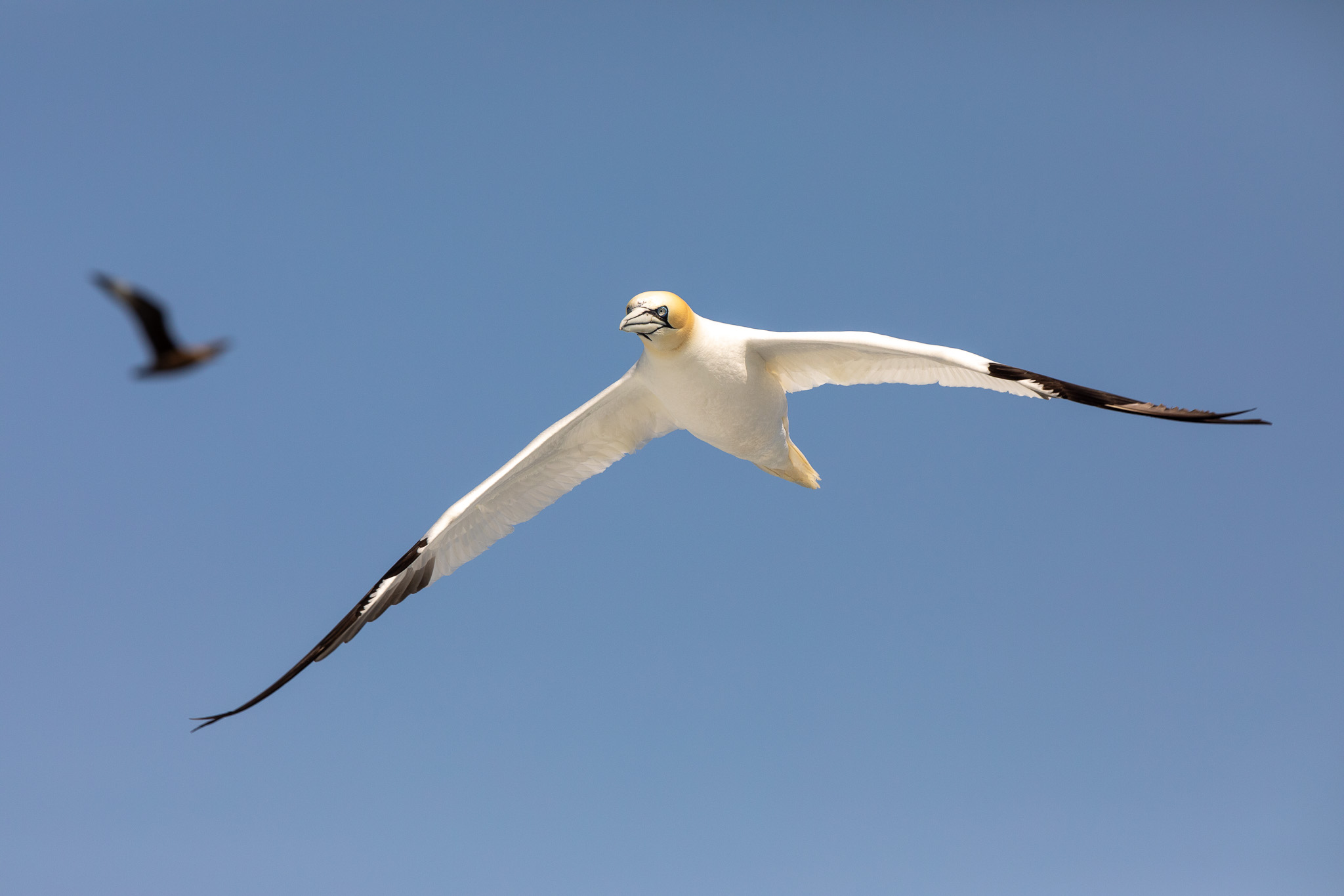 Vliegende jan-van-gent rond Noss national nature reserve. De Jan-van-gent is één van de zeevogels op de Shetlandeilanden