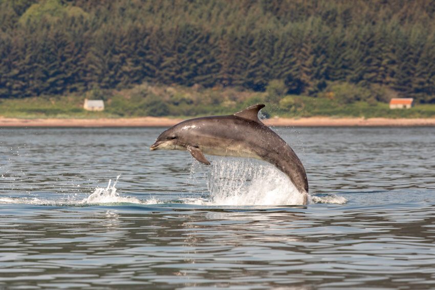 Tuimelaar in Moray Firth, Schotland