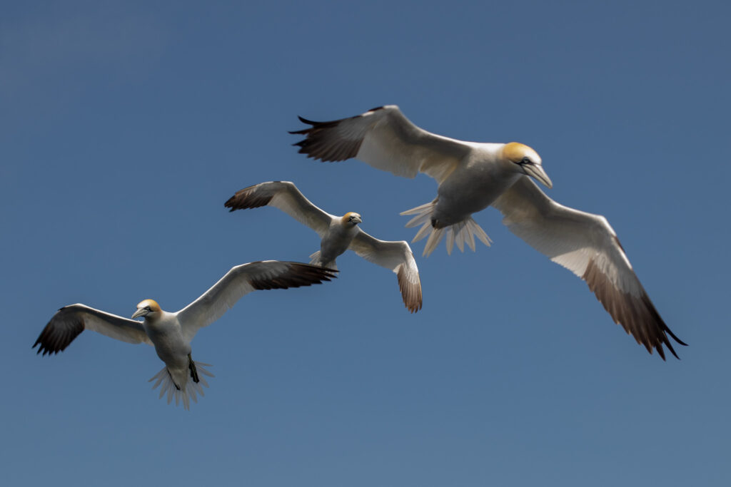 Jan-van-Gent vogels in vlucht op de Shetlandeilanden