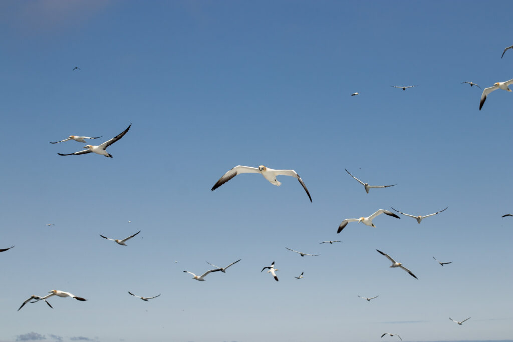 Jan-van-gent achter de Noss boot van seabirds-and-seals