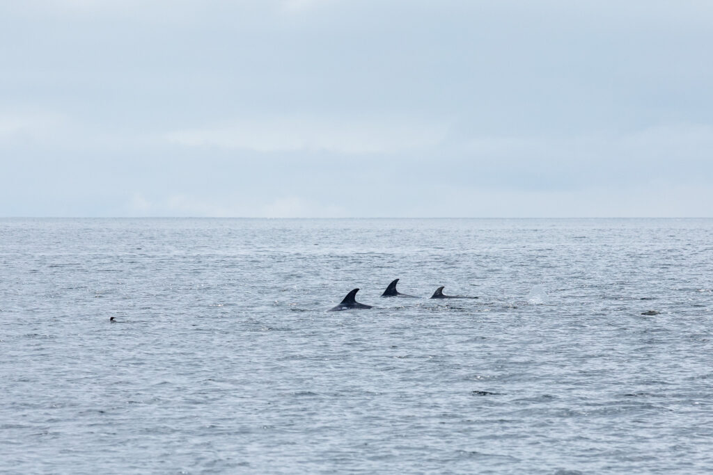 Grijze dolfijnen voor de kust van Noss, Shetlandeilanden, Schotland