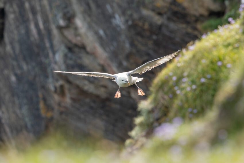 Noordse stormvogel