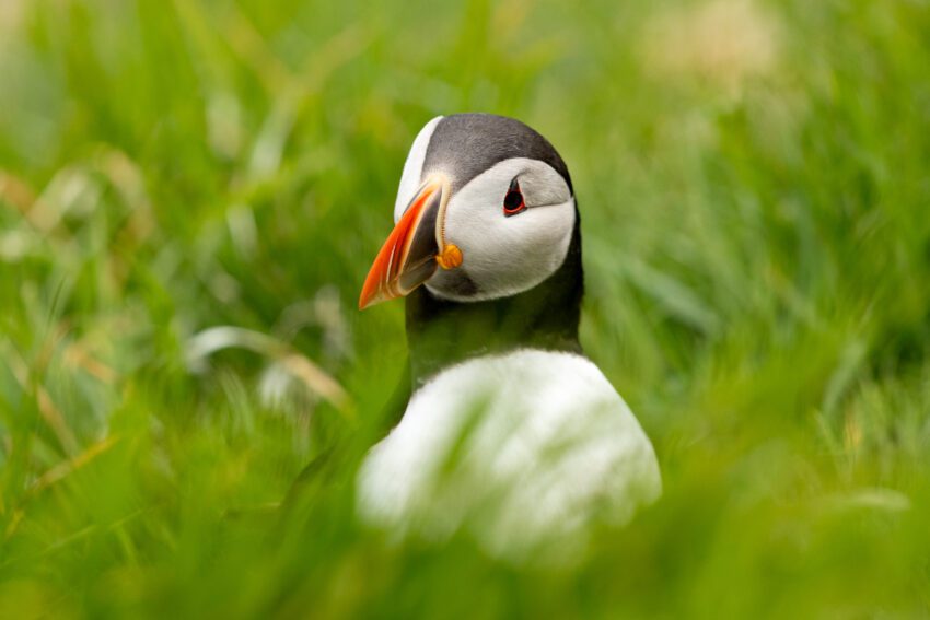 Atlantische Papegaaiduiker in het gras bij Sumburgh Head. Wat te doen op de Shetlandeilanden