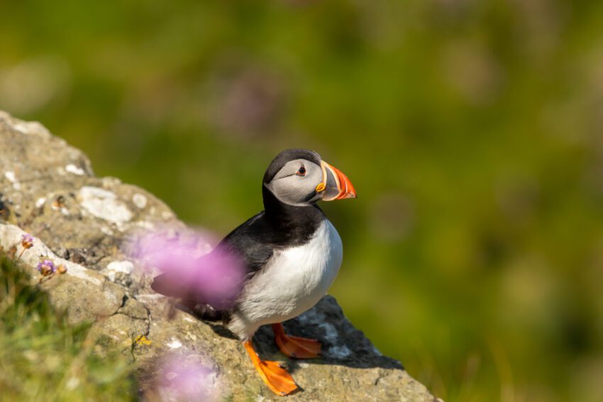 Een Atlantische papegaaiduiker op de Orkney-eilanden op een klif