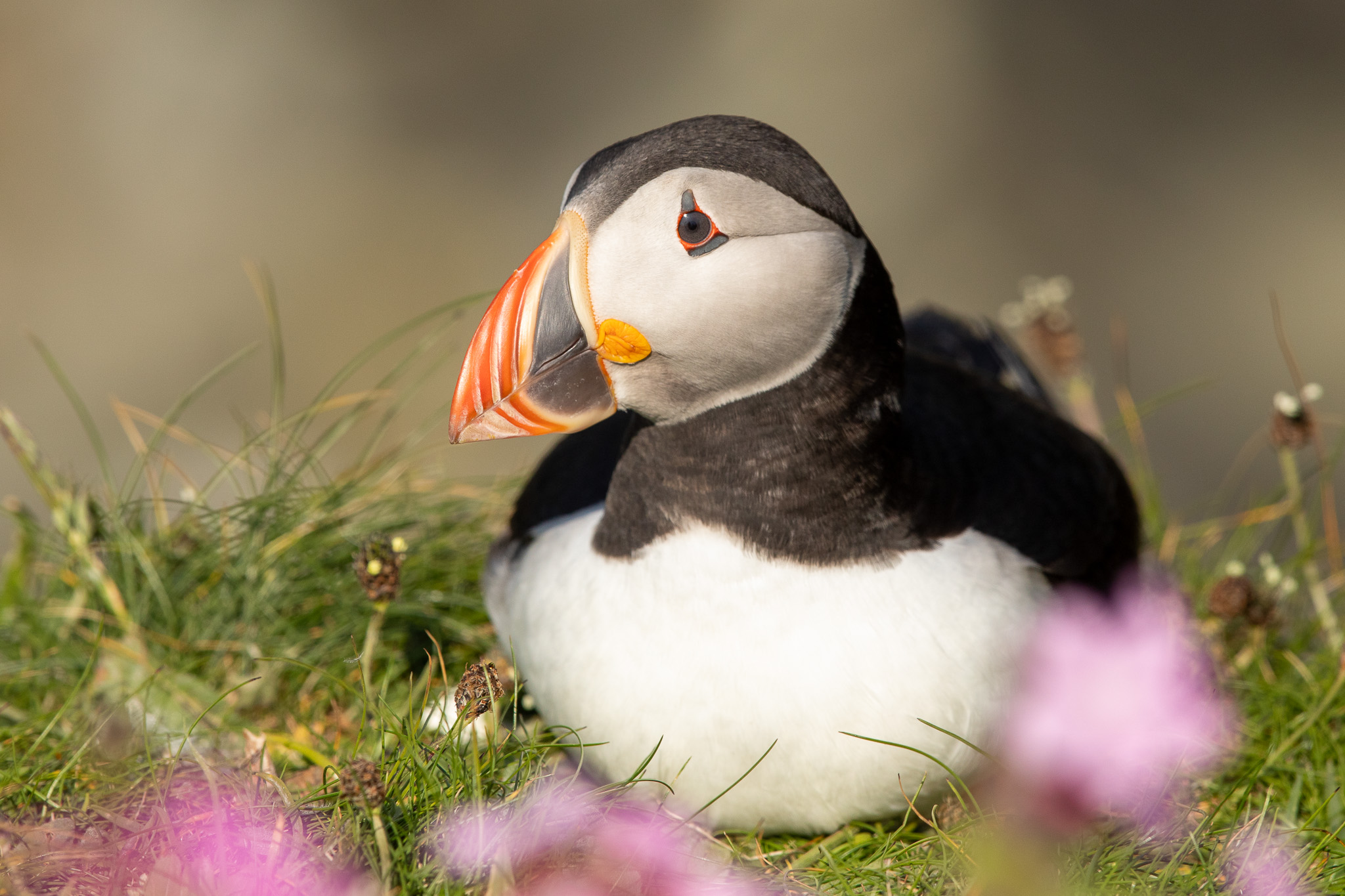 de-atlantische-papegaaiduiker-op-de-orkney-eilanden-de-4-beste-plekken