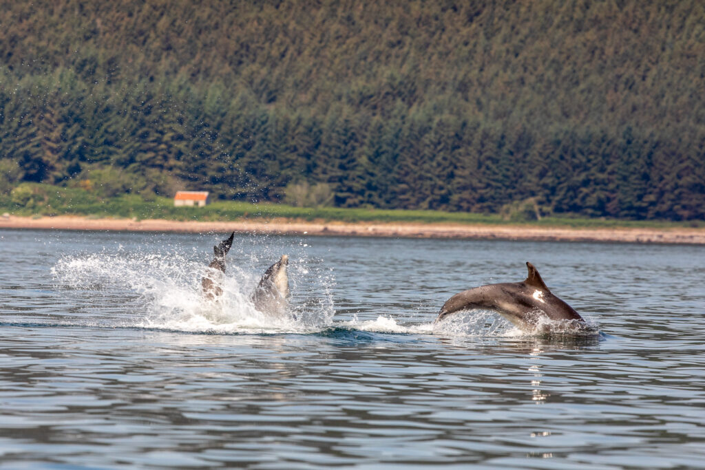 Tuimelaars spelen in het water van Moray Firth