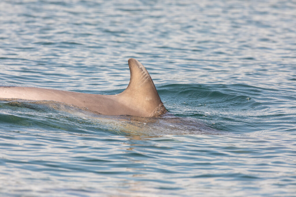 Dolfijnen spotten in Schotland