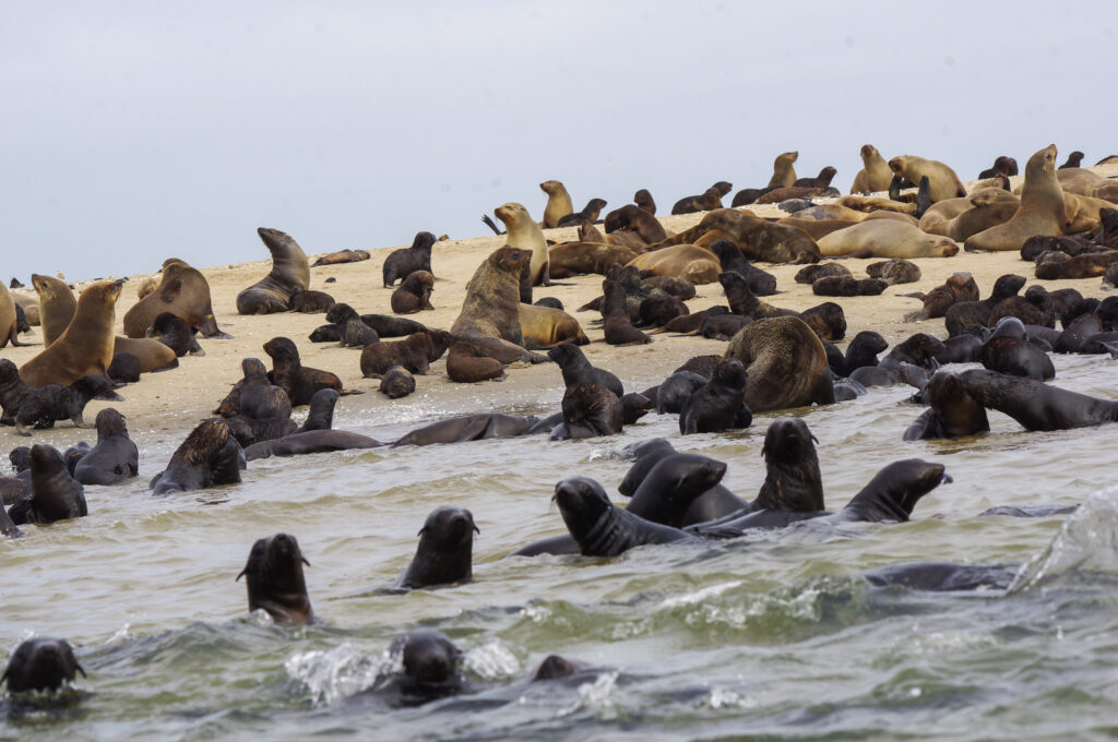 Kajakken met zeeleeuwen vanuit Walvisbaai bij Pelican Point