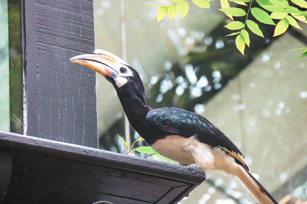 Mooiste natuurparken van Singapore Neushoornvogel