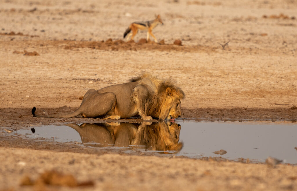 Een leeuw drinkt uit een waterplas in Etosha nationaal park. De Afrikaanse big 5 in Namibië