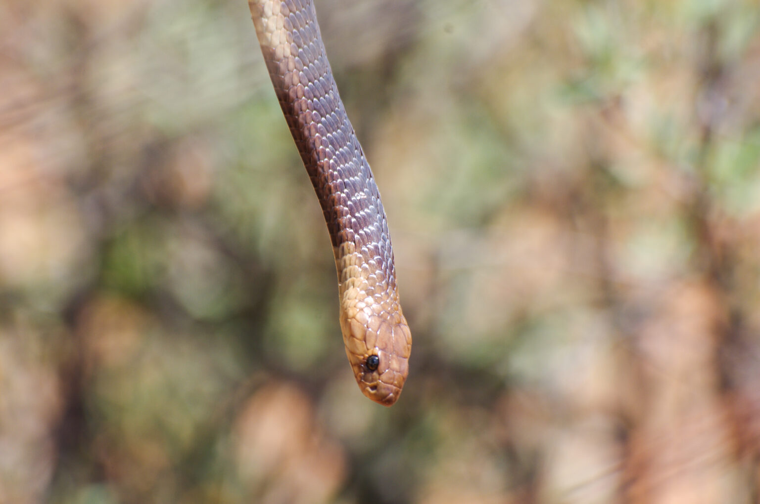 Review: Snakes Of Zambia And Malawi - Wildlifereizen