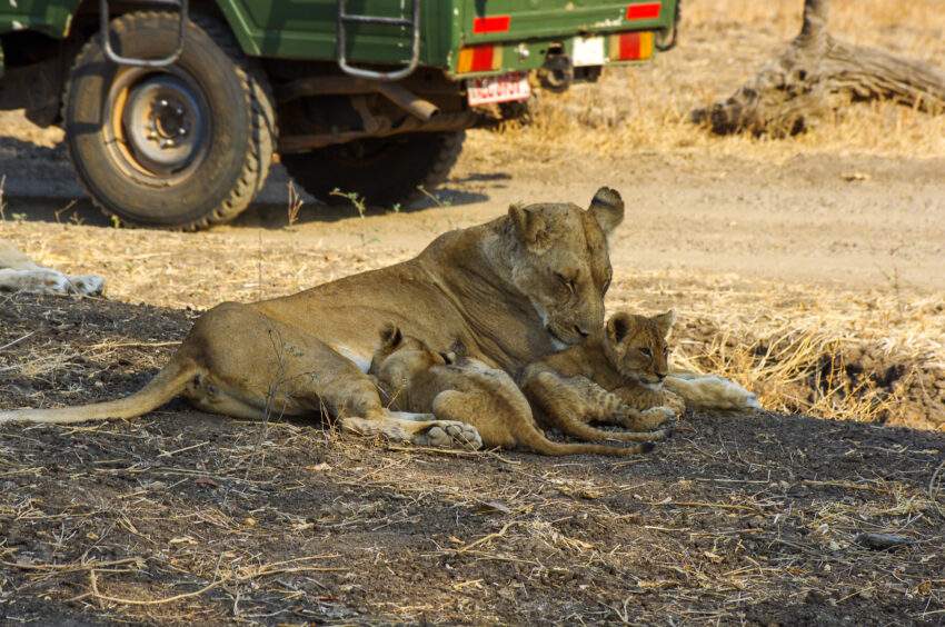 leeuwin met welpen in South Luangwa nationaal park