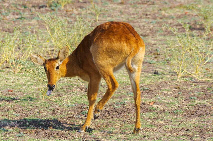 Poekoe in South Luangwa nationaal park
