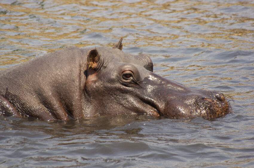 Nijlpaard in South Luangwa nationaal park, Zambia. Natuurgebieden op de Caprivistrook