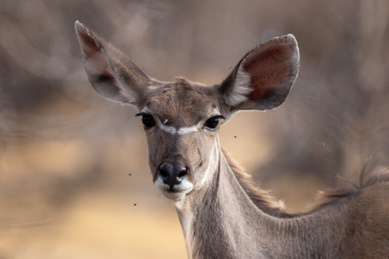 Vrouwelijke grote koedoe. Antilopen in Malawi