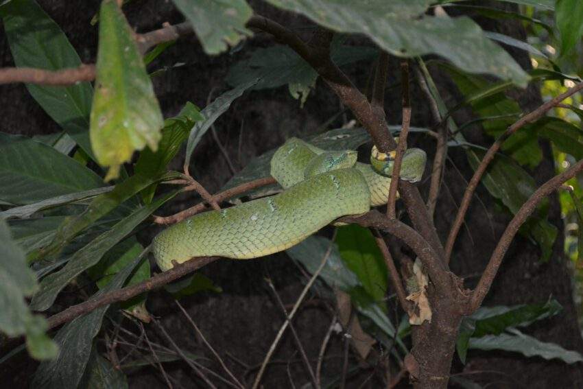 Adder in Tangkoko nature reserve