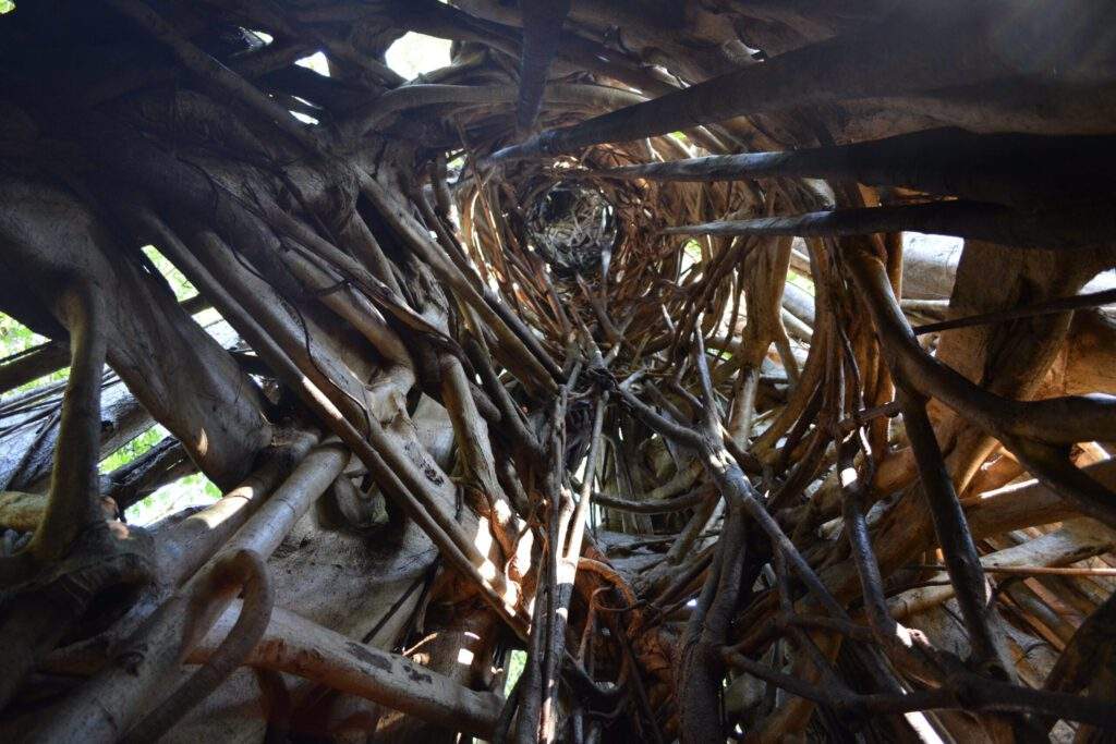 De binnenkant van een boom in Tangkoko nature reserve