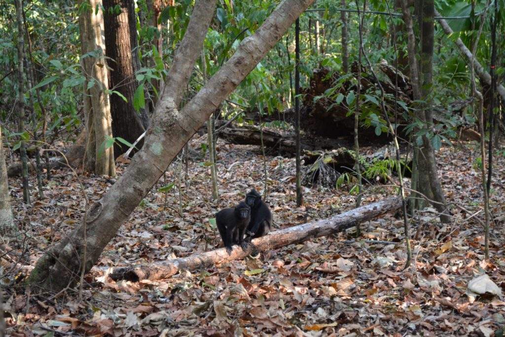 Kuifmakaken in Tangkoko nature reserve