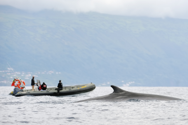 walvissen en dolfijnen op de Azoren