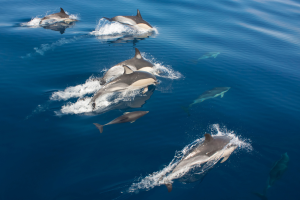 Zeezoogdieren spotten op de Azoren