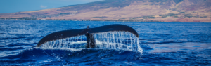 Zeezoogdieren spotten op de Azoren