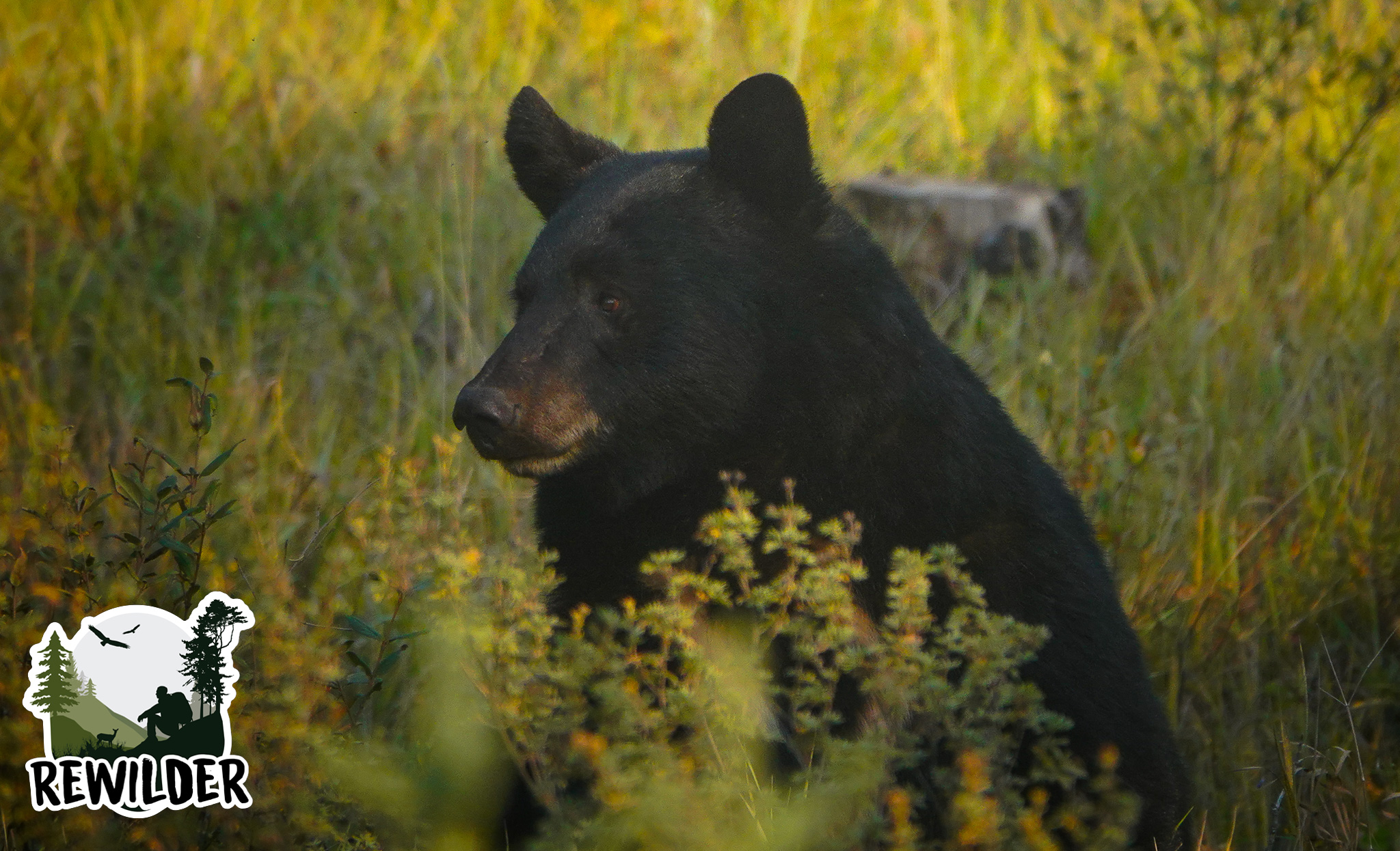 Een zwarte beer in Canada
