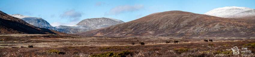 nationaal park Dovrefjell in Noorwegen