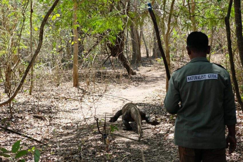 Komodovaranen spotten op Komodo