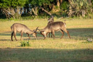 Vechtende waterbokken in Liwonde nationaal park, Malawi. Taal in Malawi