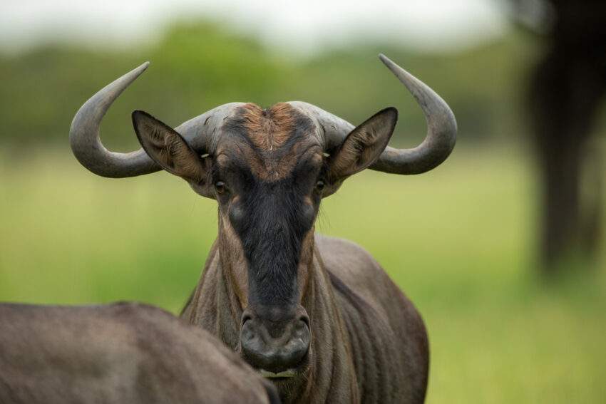 Een gnoe met hoorns. Antilopen in Malawi