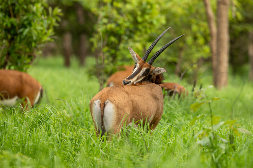 Vrouwelijke sabelantilope met hoorns