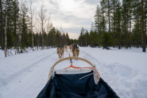 husky tocht bij Salla Wilderness Park, Salla, Finland